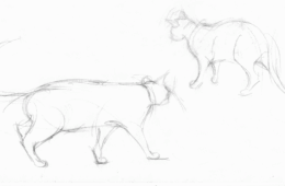 Cat Sketches 2
